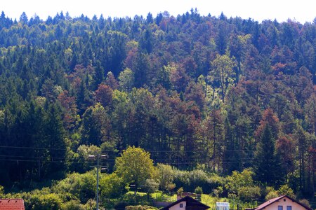 SUŠENJE DREVES ILUSTRACIJA 02 FOTO LJUBO VUKELIČ